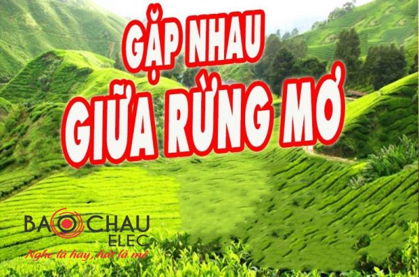 Lời bài hát Gặp Nhau Gữa Rừng Mơ - Anh Thơ. Bản Chuẩn